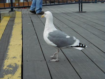 Western Gull at Pier 41.  These gulls are at least twice the size of normal sea gulls<br>Location: <a href="https://www.google.com/maps/search/?api=1&query=37.80932,-122.41198" target="_new">Pier 41</a>